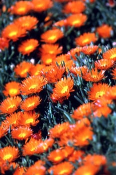 Orange daisies