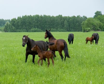 Bay mare and foal grazing in a bright green pasture