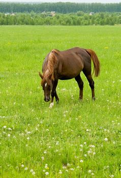 brown horse with green grass at background 