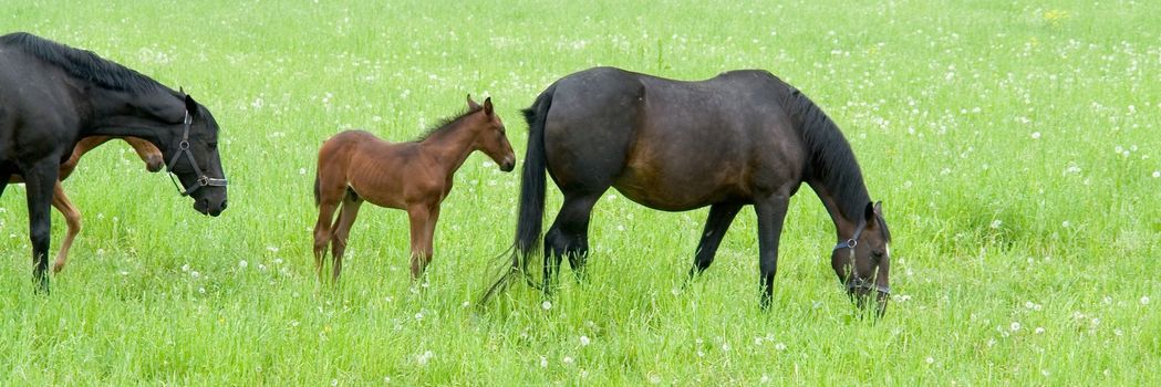 Bay mare and foal grazing in a bright green pasture