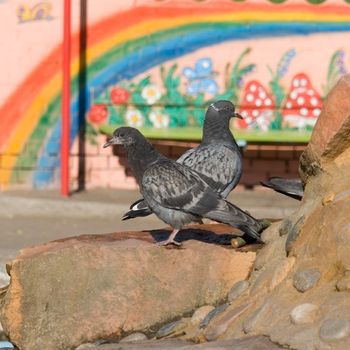 rock pigeon with summer park at background