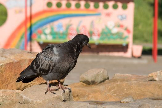 rock pigeon with summer park at background