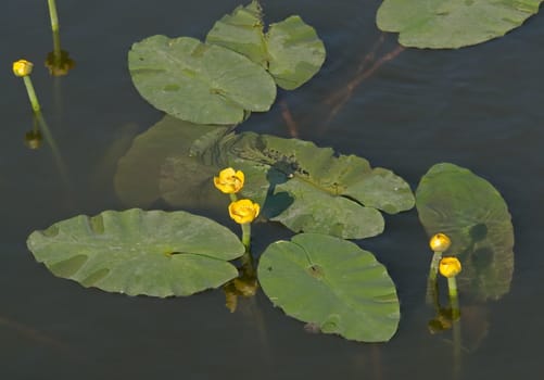 Yellow water lilies with large green leaves