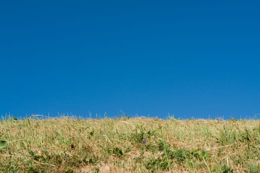 Background. Blue sky. Green grass. Summer.