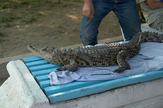 Small crocodile on the bench in the summer park