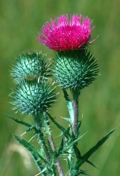 Blooming Thistles in field