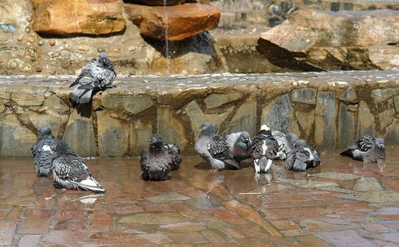 pigeon lap in the fountain of the urban park