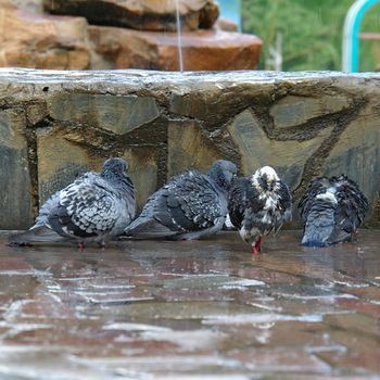 pigeon lap in the fountain of the urban park