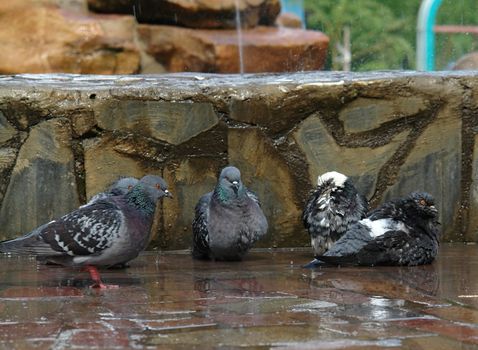 pigeon lap in the fountain of the urban park