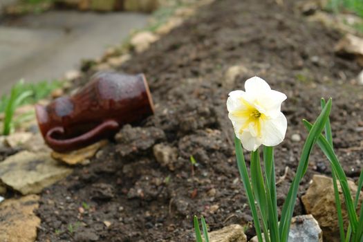 Small white flower with a forgotten jug at background