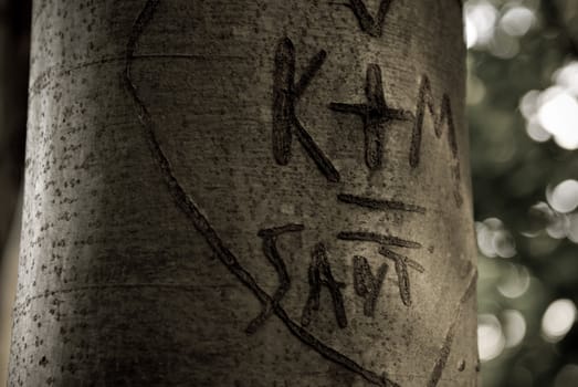 Heart and initials carved into a tree