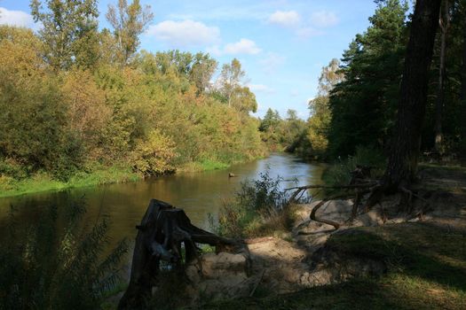 River in forest and strange  root  of tree – Polish landscape