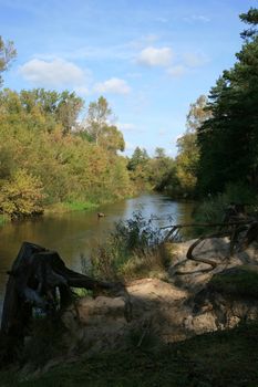 River in forest and strange  root  of tree – Polish landscape