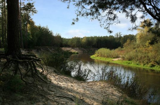 River in forest and strange  root  of tree – Polish landscape