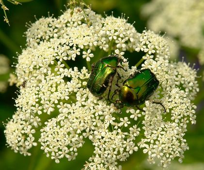 Two green beetles on the white flower