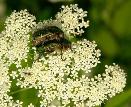 Two green beetles on the white flower