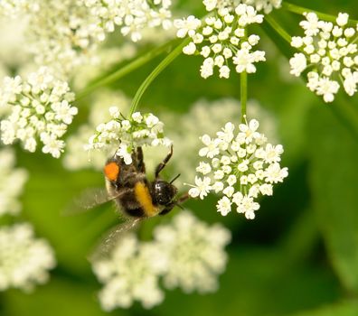 Large bumblebee gathers pollen on the flower