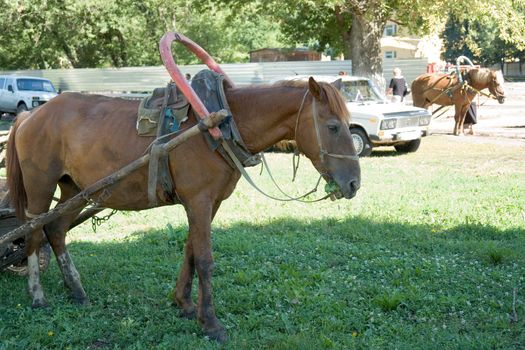 brown horse with green grass at background