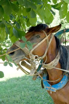 brown horse with green grass at background