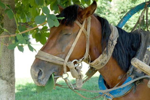 brown horse with green grass at background
