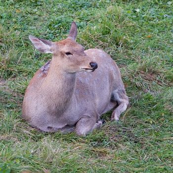 young deer with green grass at background