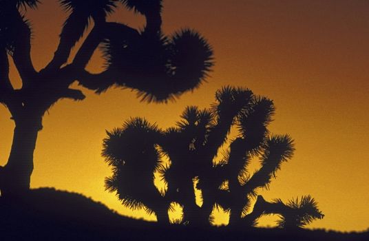 Joshua Tree Park