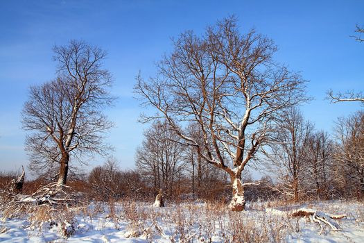 big oak in snow amongst wood