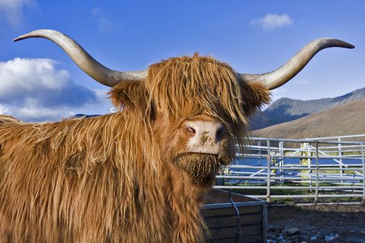 single brown highland cattle looking to the camera with blue sky in background.