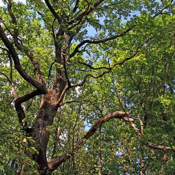 big oak in summer wood