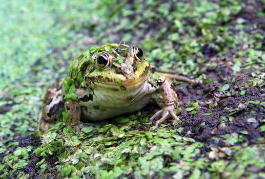 frog in marsh