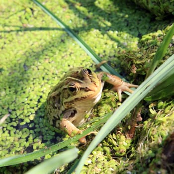 frog in marsh