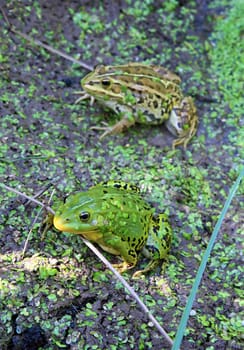 frog in marsh