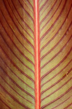 autumn sheet tree