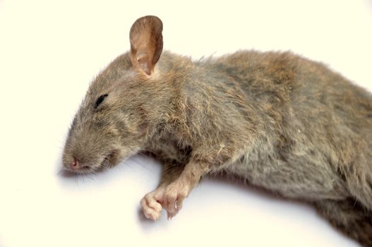 Dead rat isolated on a white background.