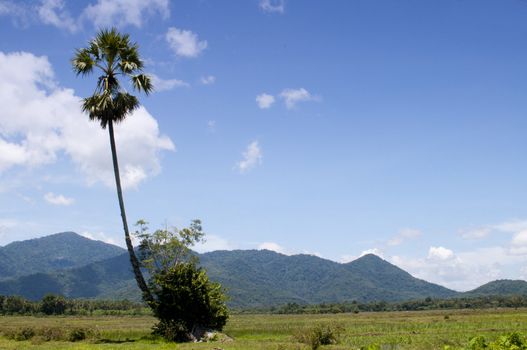 Sugar palm from thailand on sky blue backgrounds