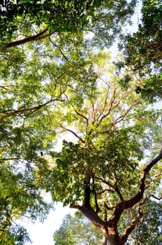 Blue cloudy sky and green leaves of tree