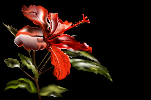 Bright red bud of the Chinese rose-gibiskus on a black background in free space for your text