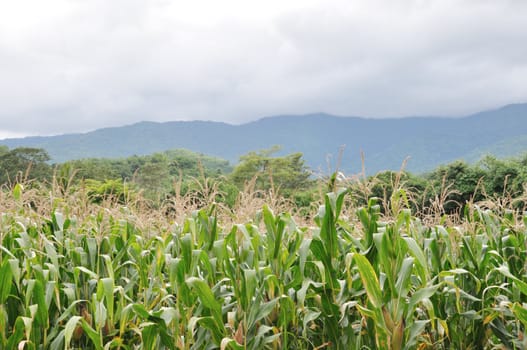 Landscape shot of a Corn field with background of cloudy sky.