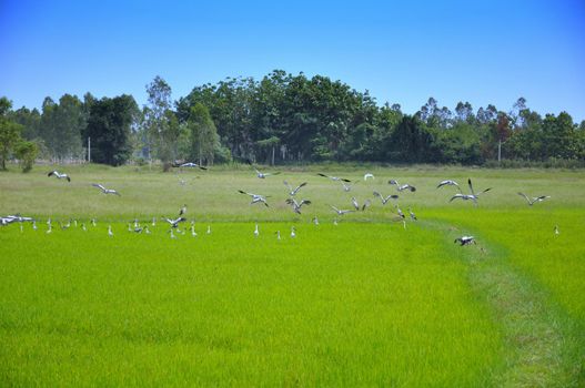 Egrets feeding in Paddy Field,  Thailand