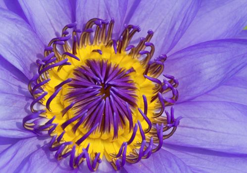 close up violet water lilly background