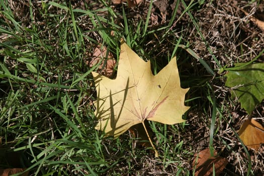 Autumn leaf