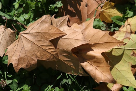 Autumn leaf
