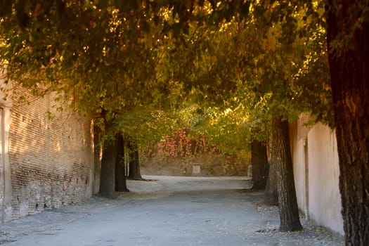 landscape, trees, road, autumn, Italian, place, street, urban, cities,