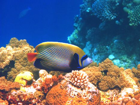 Emperor angelfish and coral reef in Red sea