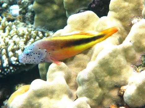Forster's Hawkfish in Red sea Egypt Marsa Alam