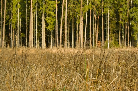 Look at autumn forest trees at sunny day