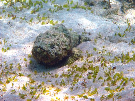 Reef stonefish in Red sea, Egypt, Marsa Alam