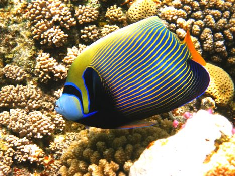 Emperor angelfish and coral reef in Red sea