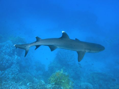 Whitetip reef shark and coral reef in Red sea