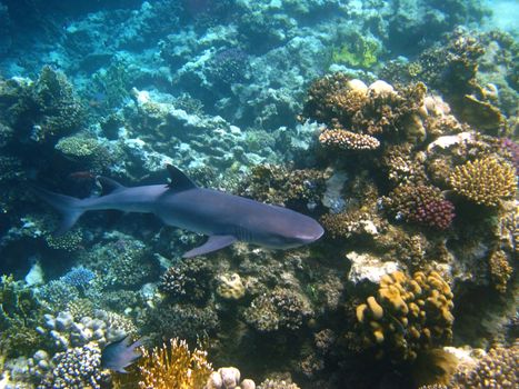 Whitetip reef shark and coral reef in Red sea